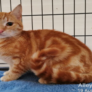 Give a homeless cat the title of a life time!