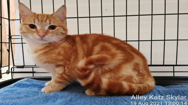 Give a homeless cat the title of a life time!