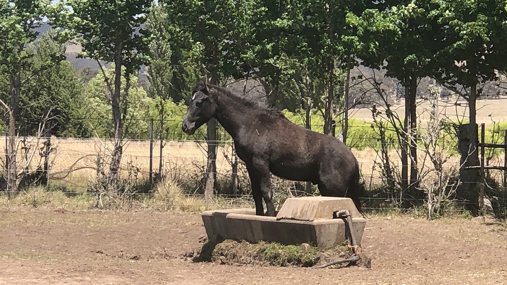 We’re Getting Water for the Animals!