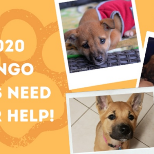 2020 Pennies for Pups