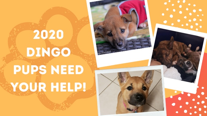 2020 Pennies for Pups