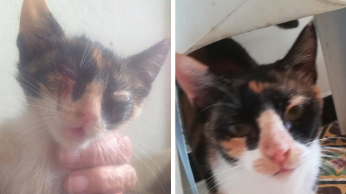 Trina's swapping Street Life in Tunis, for Sweet Life in the UK