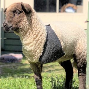 SAVE LYRAS LEG - URGENT HELP NEEDED
