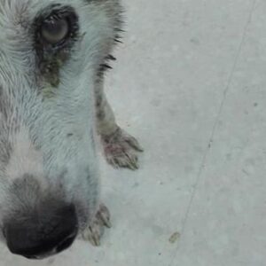 Bella was chucked out onto the streets to fend for herself