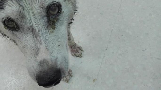 Bella was chucked out onto the streets to fend for herself