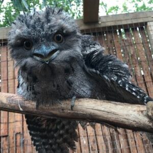 Point Cook Wildlife Care Fundraiser
