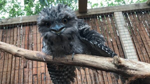 Point Cook Wildlife Care Fundraiser