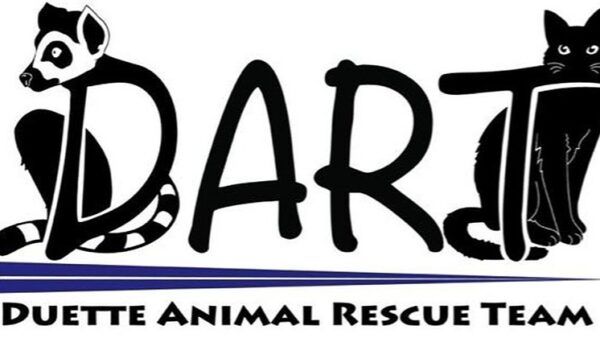 Cat enclosure for our rescue cats