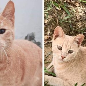 Rescued Amelia and Daisy are on their way to their Sweet Life