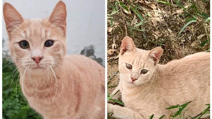 Rescued Amelia and Daisy are on their way to their Sweet Life