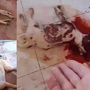 URGENT APPEAL! HELP US RESCUE DOGS FROM DEATH IN TUNISIA