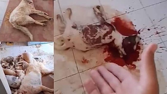 URGENT APPEAL! HELP US RESCUE DOGS FROM DEATH IN TUNISIA