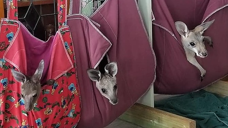 Australian Wildlife Rescue Service Central Queensland