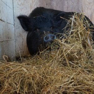 Pot Belly Pigs of Eastern Canada