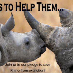 Help Us to Help Them - Bring White Rhino to Altina