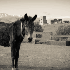 Stables to save Mules from certain death!