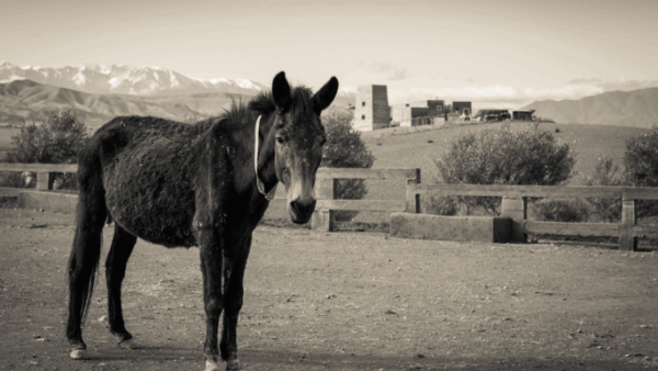 Stables to save Mules from certain death!