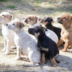 Help SAFE Perth build a rehabilitation and rehoming kennel
