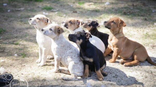Help SAFE Perth build a rehabilitation and rehoming kennel