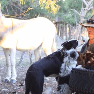 The phenomenal task of relocating an Animal sanctuary