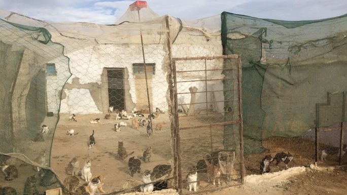 After life in an overcrowded shelter, Floki's new life awaits!