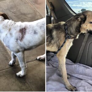 These dogs need your help!