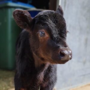 Homer Calf’s Final Joint Operations!