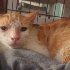 George Needs TLC