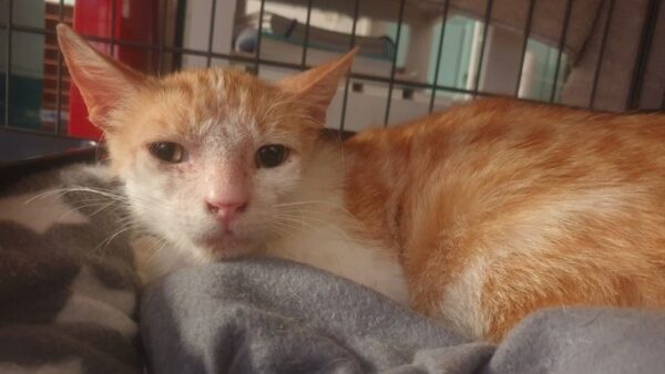 George Needs TLC