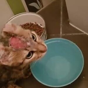 After having hot fat thrown on her head, Jada needs your help