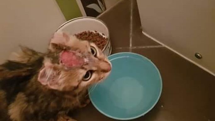 After having hot fat thrown on her head, Jada needs your help