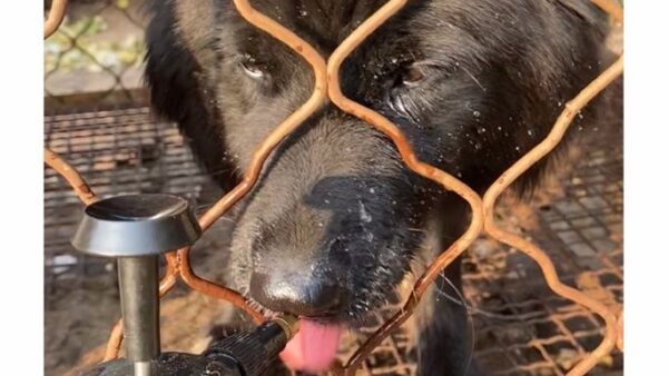 Help Rescue Dog Meat Survivor