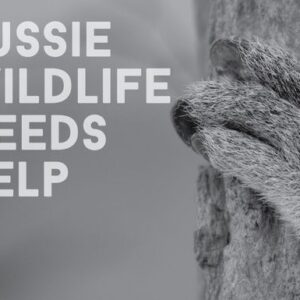 Support for Aussie Wildlife Affected by Fires