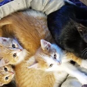 Leave None Undone: Safe Harbor Spay/Neuter Clinic