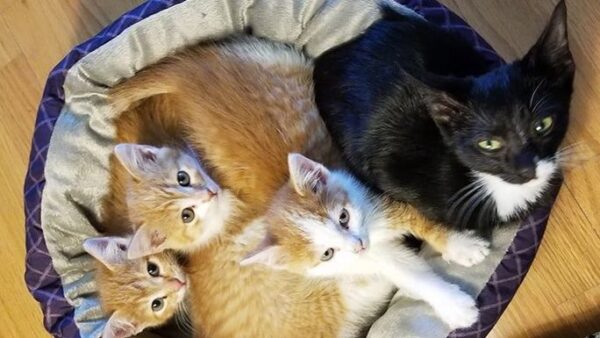 Leave None Undone: Safe Harbor Spay/Neuter Clinic