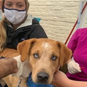Community and Veterinary Outreach Club