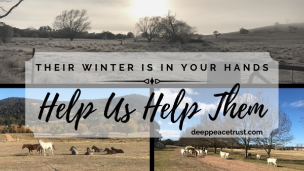 Their Winter is in Your Hands 2020