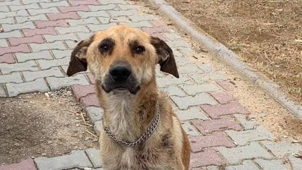 Help secure Trevor a happy future